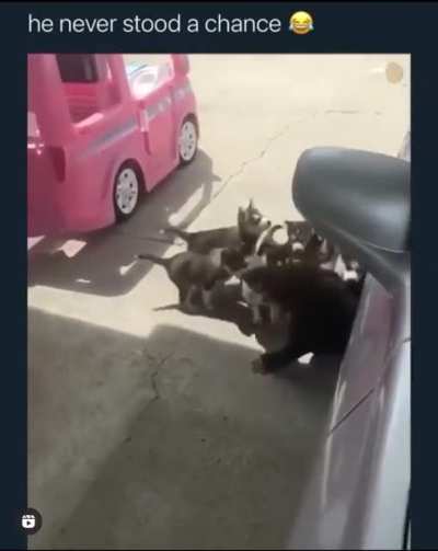Husky apocalypse?