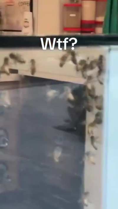 Bee friendly Krispy Kreme