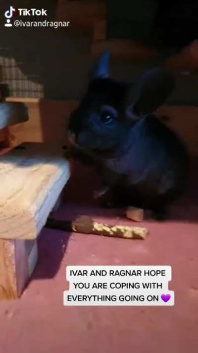 Support from my chinchillas