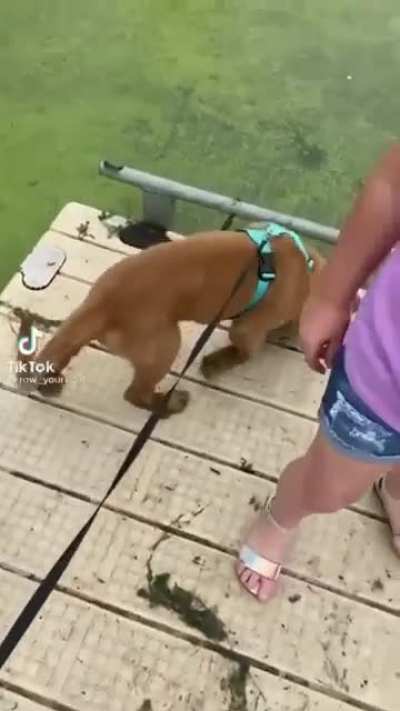 Doggo tries to walk on grass