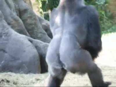 Haoko the Gorilla loves spending time with his kids, but his missus doesn't allow it when they're too young, so he "abducts" them, forcing the mom into a harmless, playful chase. It's sort of a family tradition, as he did it with all 3 of his kids