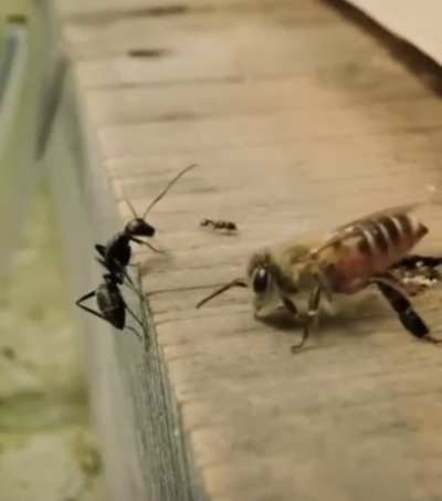 ?japanese honey bee yeeting ants away from hive with their wings