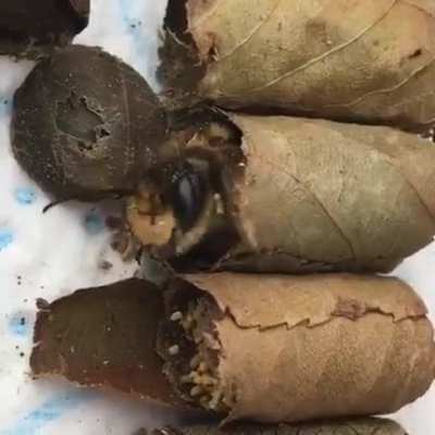 ? Leaf cutter bees