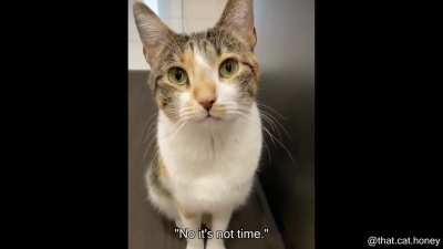 Cat gets disappointed after getting told that he can't eat ?