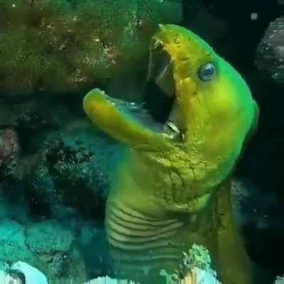 ? When it swims on the reef and has two sets of teeth that’s A-MORAY ?