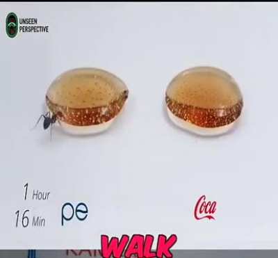 Pepsi vs coke, ants preference