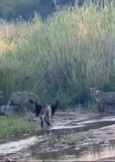 A badger survives the attack of three leopards and drives the leopards away.