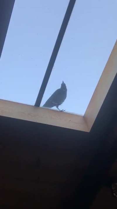 A crow trying to enter my kitchen through the skylight in the roof
