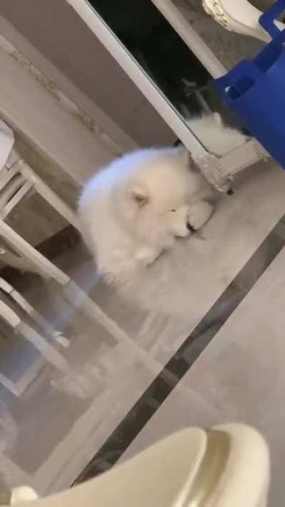 When no one is around to boop his snoot,he boops it himself.