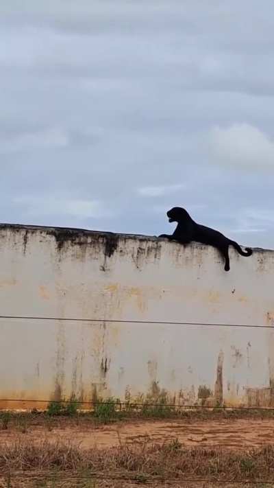 ? Melanistic jaguar in seen resting on top of a water tank in Brazil