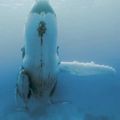 ? A female humpback whale swims and protects her baby.