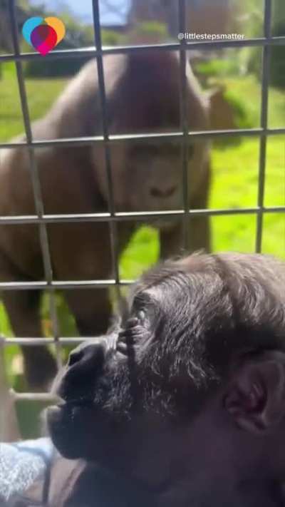 Zookeeper helps raise a baby gorilla