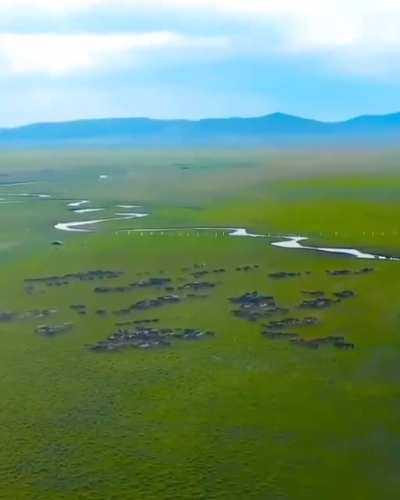 ? Wild horses in Mongolia