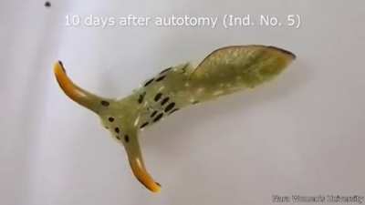 ? Slug Autotomy: Full Regrowth in 17 Days