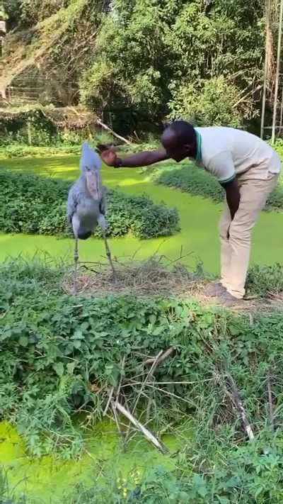 ? Friend approaches Shoebill Stork with bows