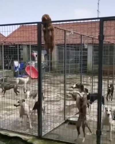 "All of you! We can esca... o shit, help?"