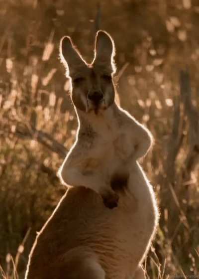 ? ? Belly scratching kangaroo looks pretty satisfied ? ?