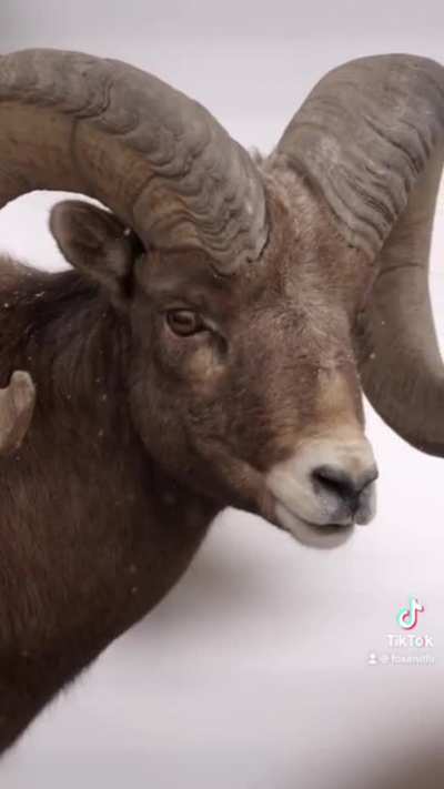 Big horned Ram ?