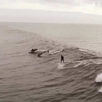 ? Some dolphins joining this surfer on a wave