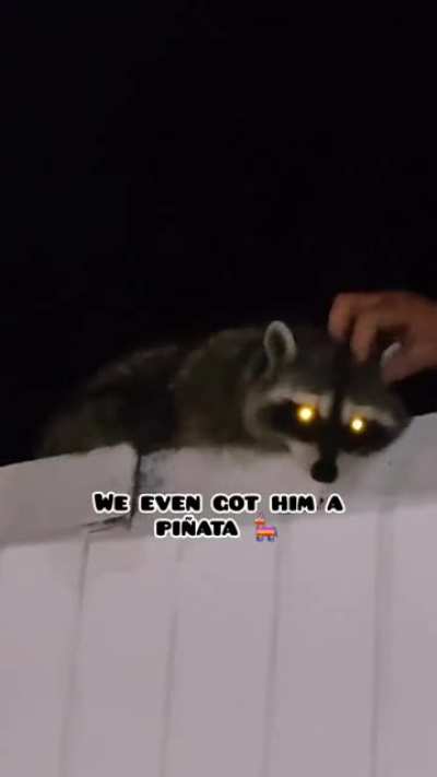 Raccoon gets his own Mexican fiesta