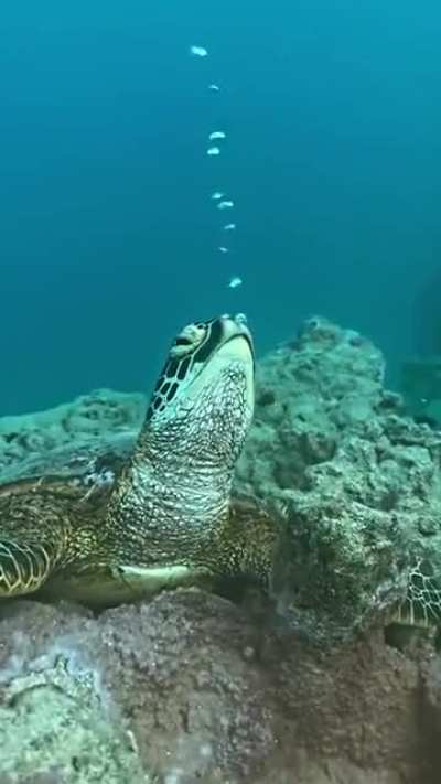 Turtle making the bubbles