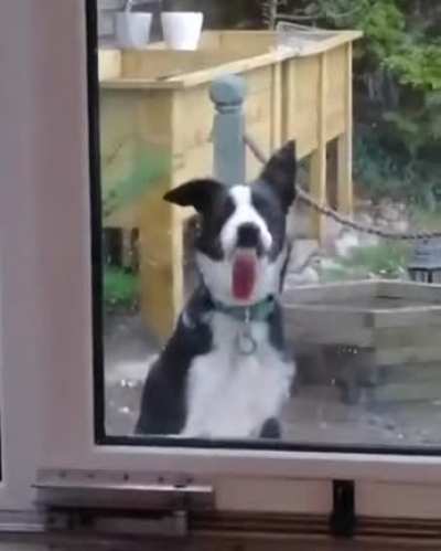 Good boi doggo plays by his own rules!