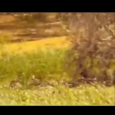 ?Surrounded by wild boars, a leopard jumps down, grabs one, and climbs back up.