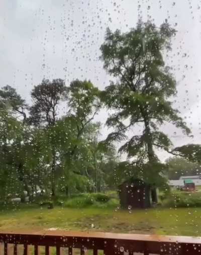 ? This Tree getting Struck by Lightning ?