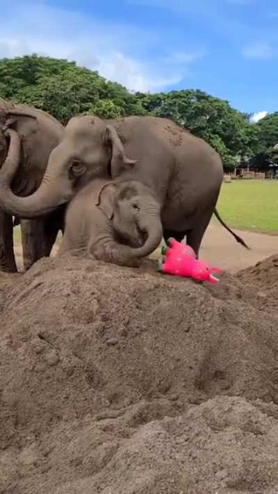 ? Baby elephant adores her new toy