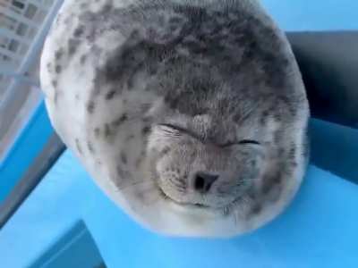?Cute seal