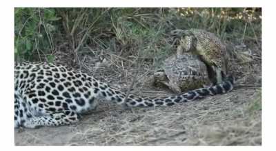 ?? a fearless couple of tortoises interrupts a leopard’s hunt to breed ?