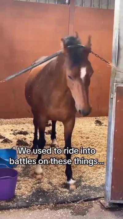 Horses are like giant dogs