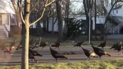 ? Turkeys circle a dead cat