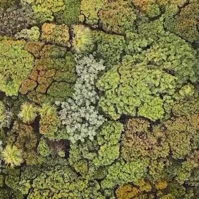 ? Ariel view of treetops swaying