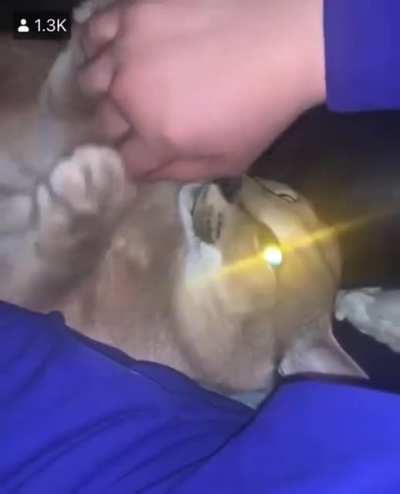 Kitty