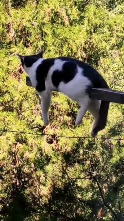This Cat's favorite Hang Spot