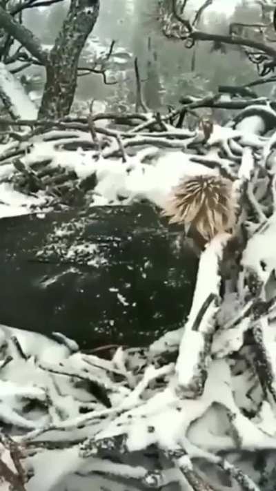? eagle mom