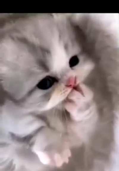 This Fuzzy Kitten ?