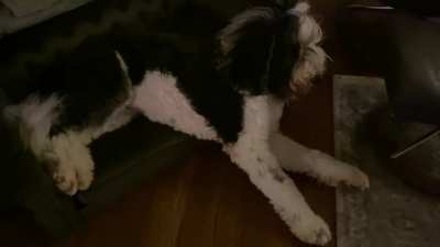 She likes to sleep with her feet up or her head down and she gets annoyed when we question her about it.