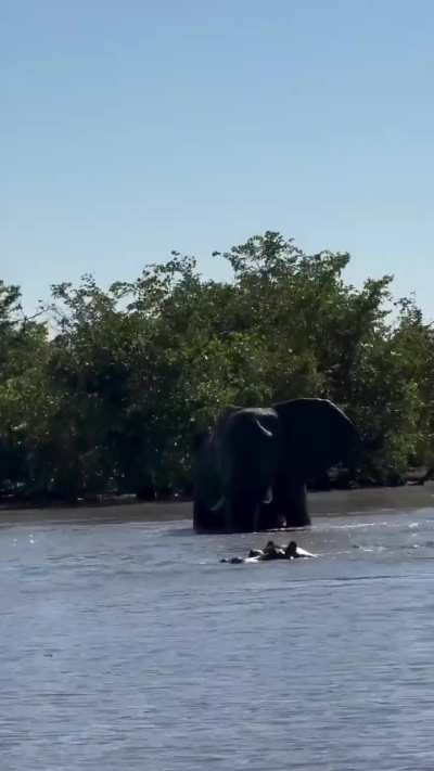 ? Standoff between hippo and elephant, who wants to swim alone