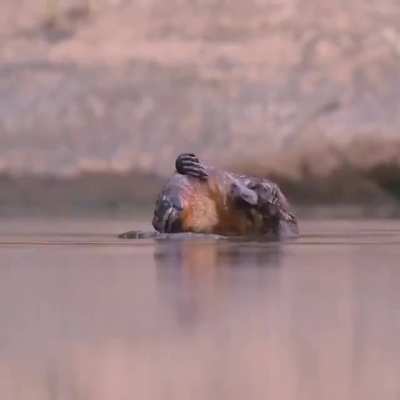 ? Platypus having a scratch