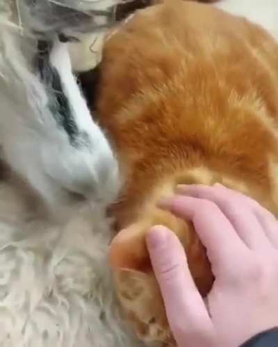 Alpaca bros