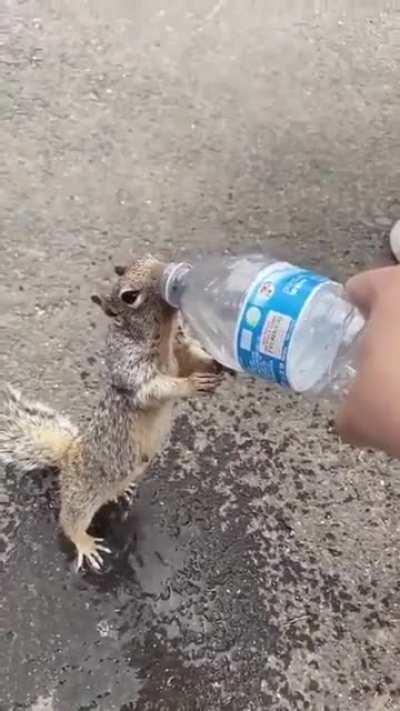 Giving water to a thirsty squiral