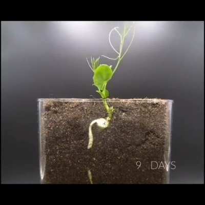 ? Time lapse of a seed growing
