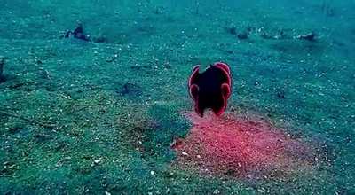 ? Shiny Red Flatworm Swims through Ocean ?