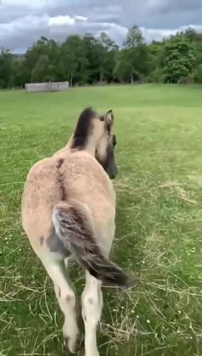 I demand you to scratch my butt ?