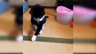 funny kitten ??