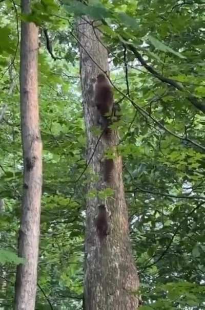 ? Mama raccoon and her babies climbing this tree