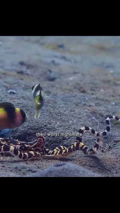 ? The Featureless Seafloor That Isn’t Empty - The Mimic Octopus