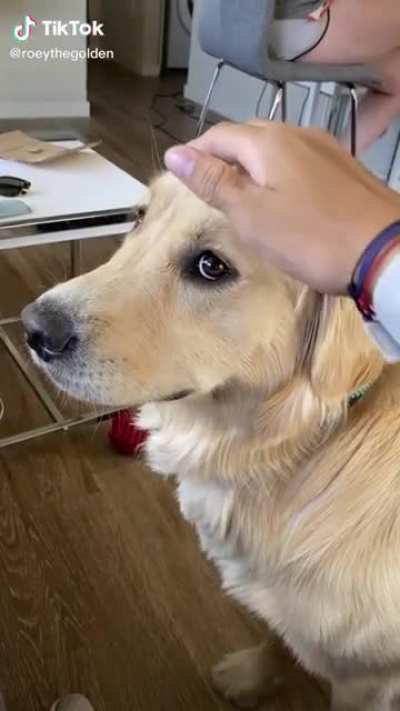 He got no pets ?